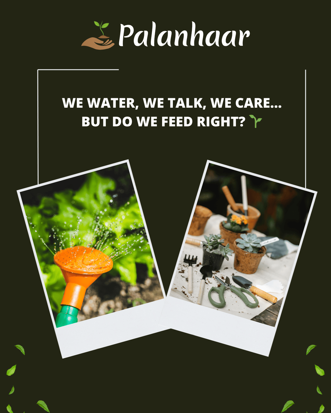 do-we-feed-right-our-plant